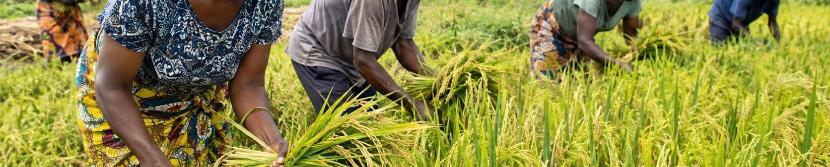 Farmers harvesting rice